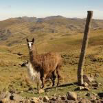Lama